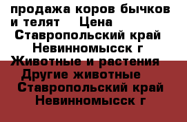 продажа коров бычков и телят  › Цена ­ 310 000 - Ставропольский край, Невинномысск г. Животные и растения » Другие животные   . Ставропольский край,Невинномысск г.